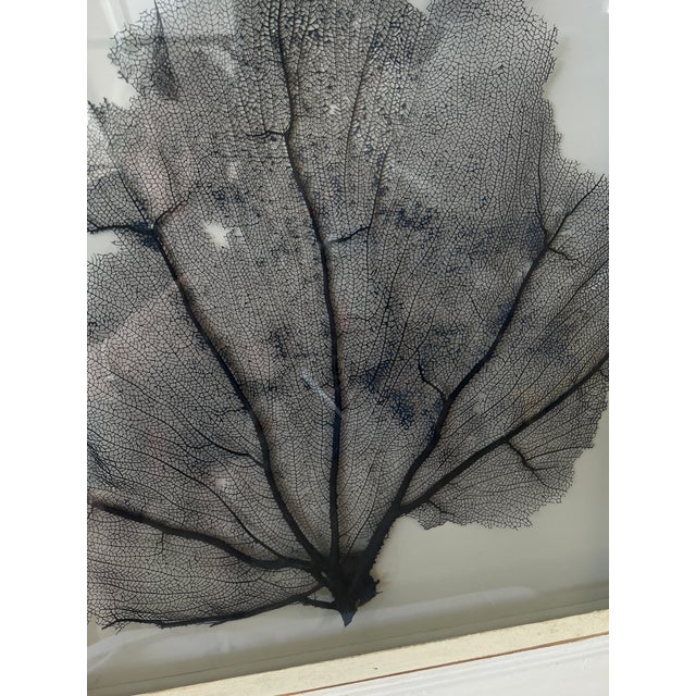 2010s Framed Natural Sea Fan For Sale - Image 5 of 6
