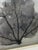 2010s Framed Natural Sea Fan For Sale - Image 5 of 6
