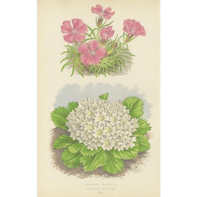 Bell, Alpine Botanical Illustrations of Glacier Pink and Snow Primrose, 1874, Prints, Set of 2 For Sale - Image 3 of 10
