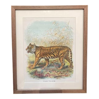 Vintage Original Tiger Botanical Print in Wood Frame For Sale