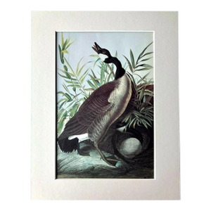Vintage John James Audubon Matted Print, 1966: Canada Goose