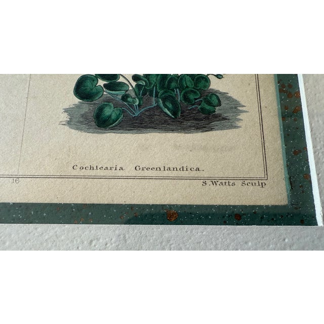 Pair of Framed Vintage Botanical Flower Specimen Prints For Sale - Image 15 of 18