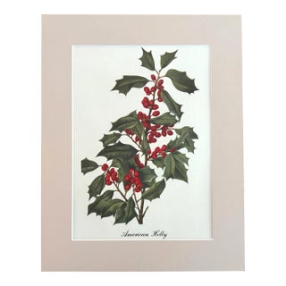 Vintage Mary Vaux Walcott Print in 11x14 Mat, Ready to Frame: American Holly For Sale