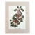 Vintage Mary Vaux Walcott Print in 11x14 Mat, Ready to Frame: American Holly For Sale