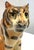 Cool ceramic tiger figure from the mid 20th century. This handsome tiger is painted in shades of orange and black with...