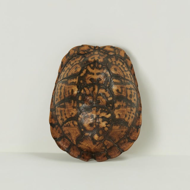 Shell Antique Petite Box Turtle Shell For Sale - Image 7 of 13