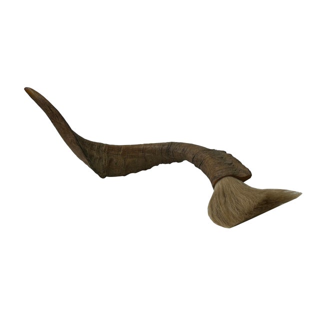18" Rustic Natural Artistic Horn Shape Brush Accent Display For Sale In San Francisco - Image 6 of 8