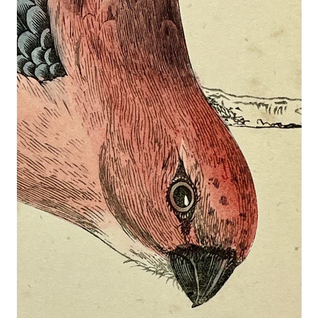 Antique Hand Tinted Bird Print From England Featuring a Red & Black Pine Grossbeak - Circa 1880 For Sale - Image 4 of 11