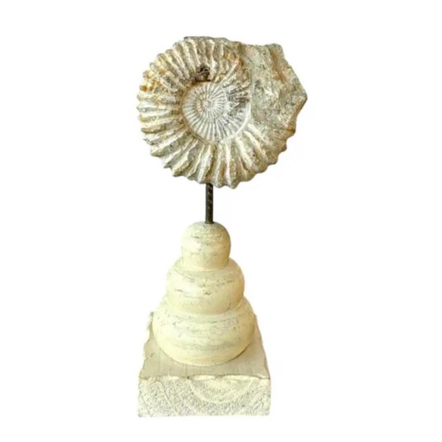 15th Century & Earlier Ammonite Fossil Sculpture on Wooden Stand, Organic Modern Design For Sale - Image 5 of 8