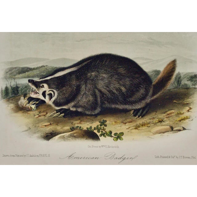 This is an original 19th century John James Audubon hand colored lithograph entitled "American Badger", No. 10, Plate...