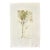 1982 Original Hand Printed Etching “Sketch of a Tree” For Sale