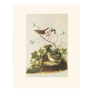 1966 Vintage Cottage Print "Lincoln's Sparrow & Finch" After John James Audubon