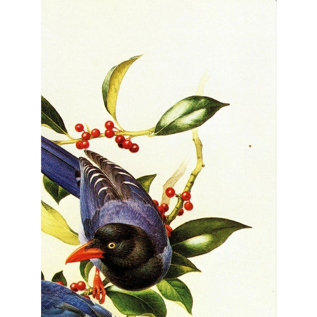 1995 Birds of China "Taiwan Magpie" Salesman Portfolio Sample Print by J F Lansdowne For Sale In Reno/Lake Tahoe - Image 6 of 7