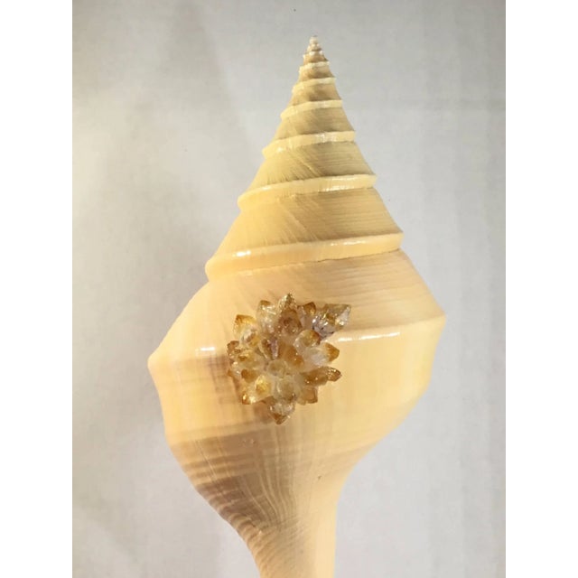 Elegant Atlantic trumpet sea shell professionally mounted on a natural coral base, artistically hand embedded with citrine...