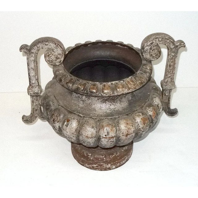 Antique French cast iron garden urn having gadrooned body and elegant scrolled arms. Surface has a lovely weathered...