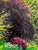 Contemporary Steve Schaaf Among the Water Lilies Oil Painting For Sale - Image 11 of 11