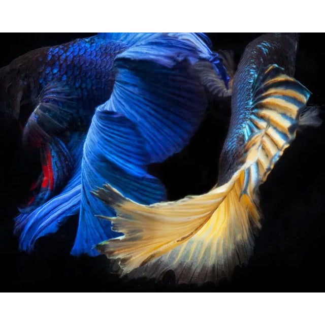 Color Photograph of 2 Beta Fish Swimming on Black Unframed Beta 83 by Michael Filonow Print, 24" x 30"