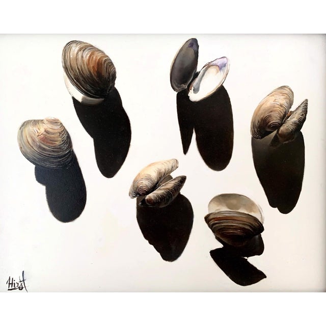Clam Shells and Their Shadows by Emma Hirst | Oil on Panel Still life of clam shells with shadows For Sale