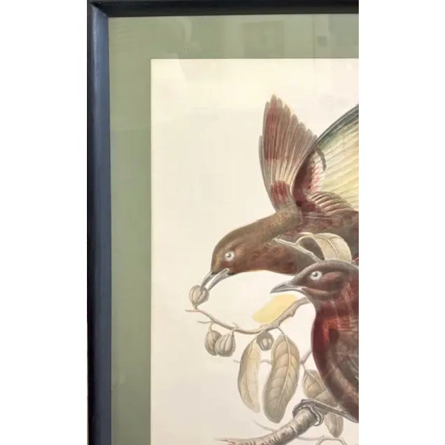 American Mid Century John Gould Bird Lithographs in Large Black Wood Frames - 42.5" X 30" - I of 2 For Sale - Image 3 of 9