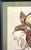 American Mid Century John Gould Bird Lithographs in Large Black Wood Frames - 42.5" X 30" - I of 2 For Sale - Image 3 of 9