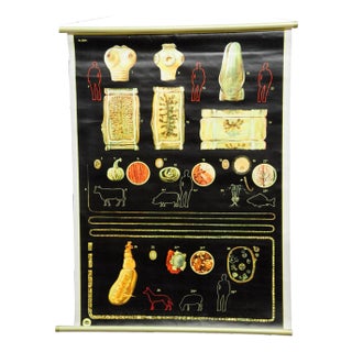 Vintage Tapeworm Parasite Medical Pull Down Wall Chart For Sale