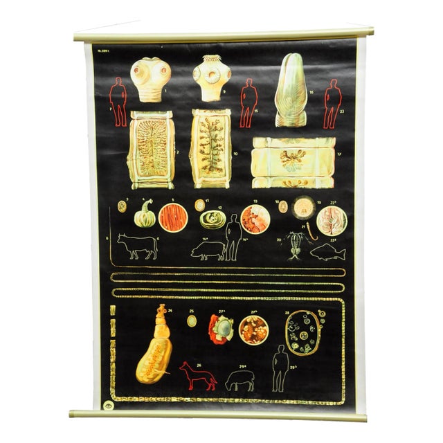 Vintage Tapeworm Parasite Medical Pull Down Wall Chart For Sale