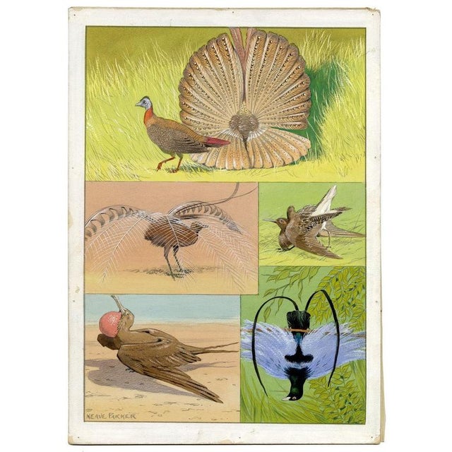 William Neave Parker, Bird Courtship Illustration, 1950s, Gouache Drawing For Sale - Image 4 of 9