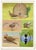 William Neave Parker, Bird Courtship Illustration, 1950s, Gouache Drawing For Sale - Image 4 of 9