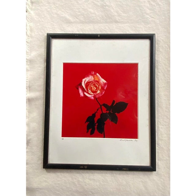 Red Francesco Scavullo "Rose" Photograph 1994 - Artist's Proof Botanical Still Life For Sale - Image 8 of 17