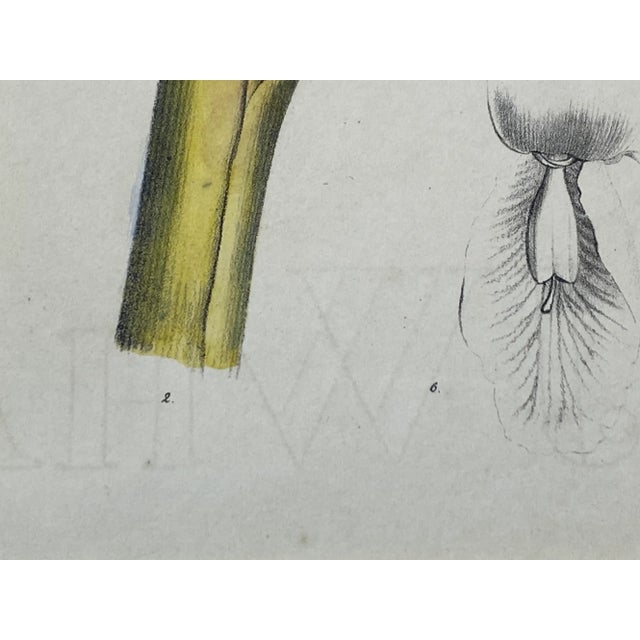 19th C. Hand Colored Botanical "Alpinia Nutans Rosc." Lithograph For Sale - Image 10 of 12