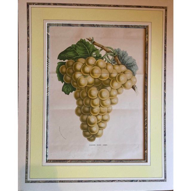 Original and Matted Pair of 19th Century Color Engravings of Grape Varieties. For Sale - Image 4 of 6