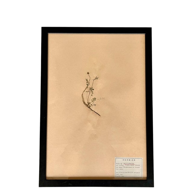 1965 French Herbarium Botanical Specimens – Set of 9 Custom Framed Pressed Botanicals For Sale - Image 9 of 18