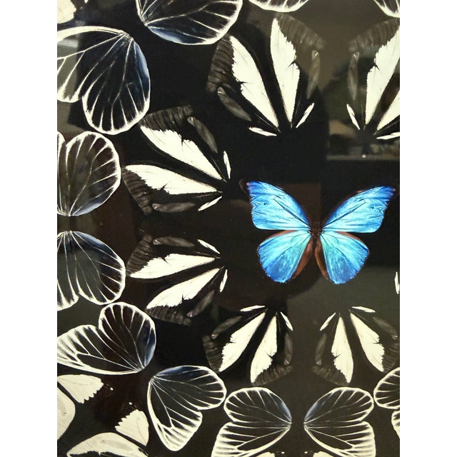 Black Laitan Home Decorations Butterfly Print Art Work, Framed For Sale - Image 8 of 12