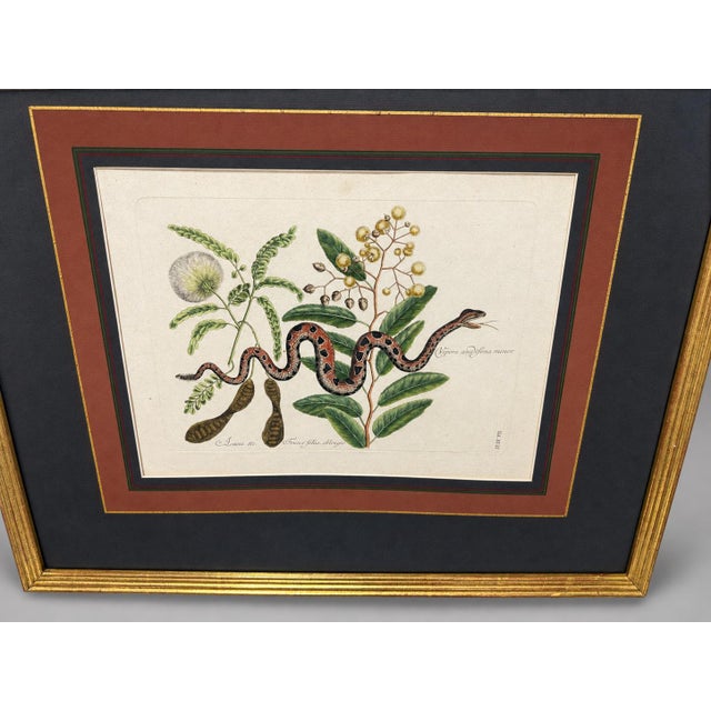 Mark Catesby, the Small Rattle-Snake, Plate 42 - 18th C 'Vipera Caudisona Minor' For Sale - Image 9 of 9