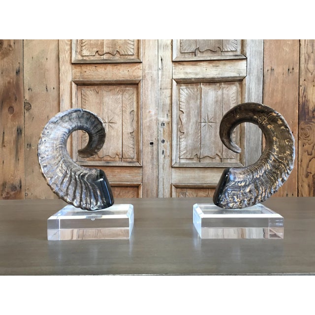 Tan Late 20th Century Faux Ram Horns - a Pair For Sale - Image 8 of 8