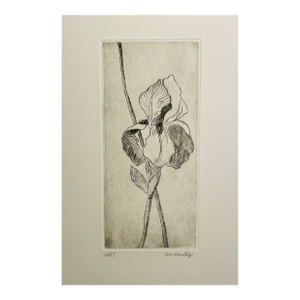1997 David Baird Iris Etching Trial Proof