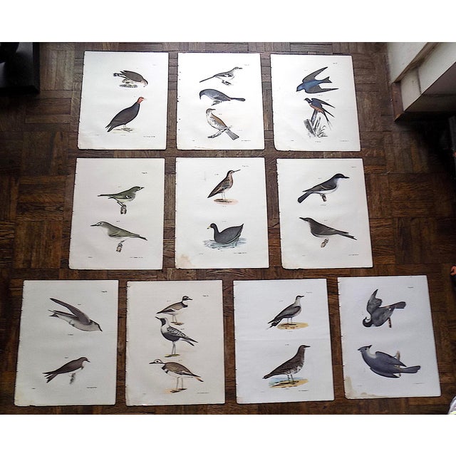 Gray Antique 19th Century Bird Lithographs - Set of 12 For Sale - Image 8 of 8