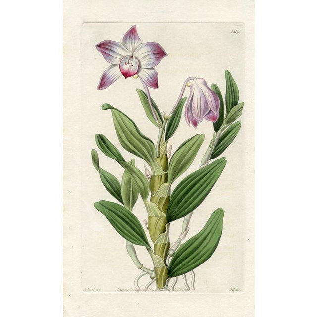 Original early-1800s hand colored engraving that appeared in "The Botanical Register", a British horticultural journal...
