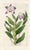 Original early-1800s hand colored engraving that appeared in "The Botanical Register", a British horticultural journal...