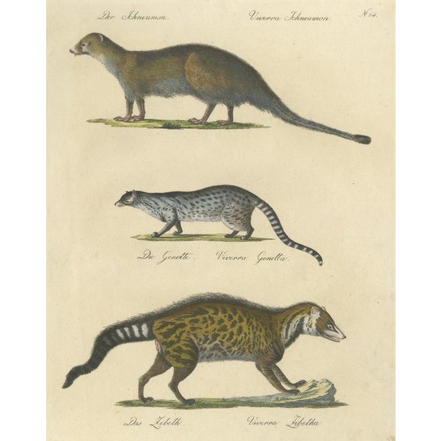 Brodtmann, Egyptian Mongoose, Genet & Civet, 1816, Lithograph For Sale - Image 9 of 9