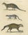 Brodtmann, Egyptian Mongoose, Genet & Civet, 1816, Lithograph For Sale - Image 9 of 9