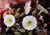 This oil painting on copper panel features vibrant white petunias set against a rich, textured background of deep reds and...