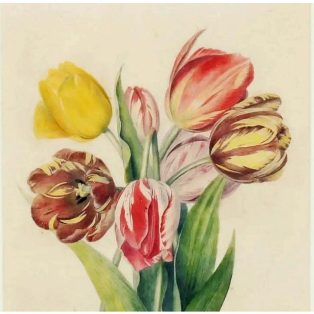 English Botanical Watercolor of Seven Tulips, Flamed and Feathered Florists' Varieties English, Early 19th Century This...