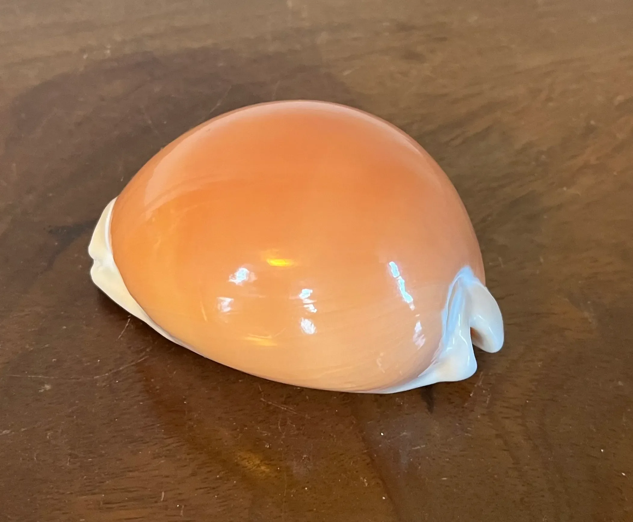 Golden Cowrie Callistocypraea Aurantium Sea Shell Specimen | Chairish