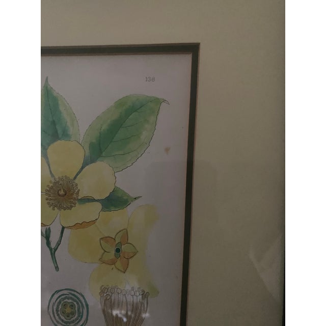 19th Century Mid-Century Framed Mark Catesby "Stuartia Silky Camellia" Botanical Print, Coffey & Thompson For Sale - Image 5 of 12