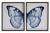 Split Blue and White Butterfly in black and silver moulding 2 frames make up this set.