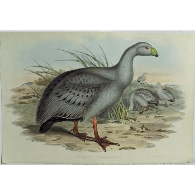 Cape Barren Goose Original Print by John Gould Print, 1840 For Sale - Image 11 of 11