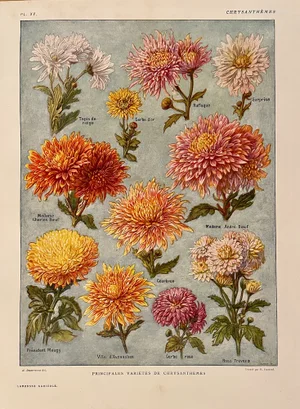 Maurice Dessertenne, Chrysanthemums, 1920, Lithographic Engraving