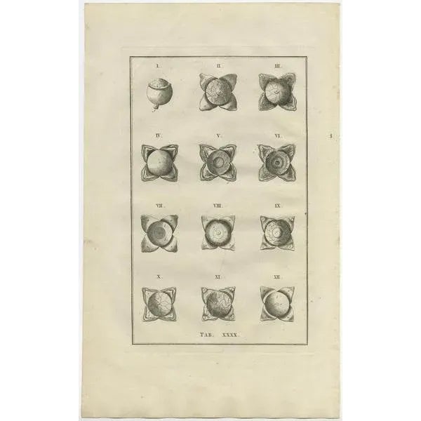 Antique anatomy print of the eye anatomy. This print originates from 'De Ontleedkundige Plaaten van B. Eustachius'...