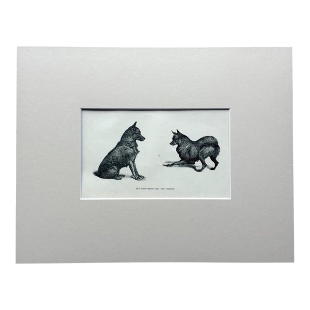 Antique Dog Print in 8x10 Mat, ca. 1890: "The Schipperkes Mia and Drieske" For Sale